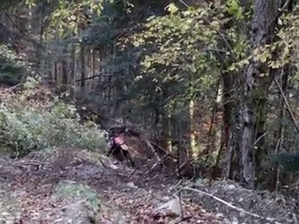 chien fou sort des bois