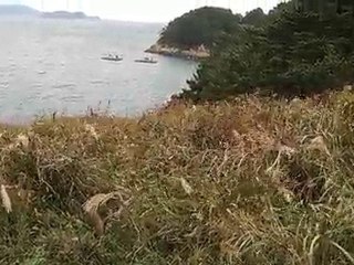 grasses blowing at Windy Hill in Geoje, South Korea