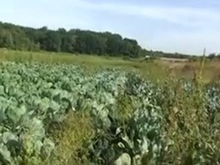 Chez Jean Michel Garsztka, maraîcher 2) aux champs