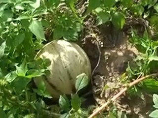 Chez Jean Michel Garsztka, maraîcher 4) les fruits