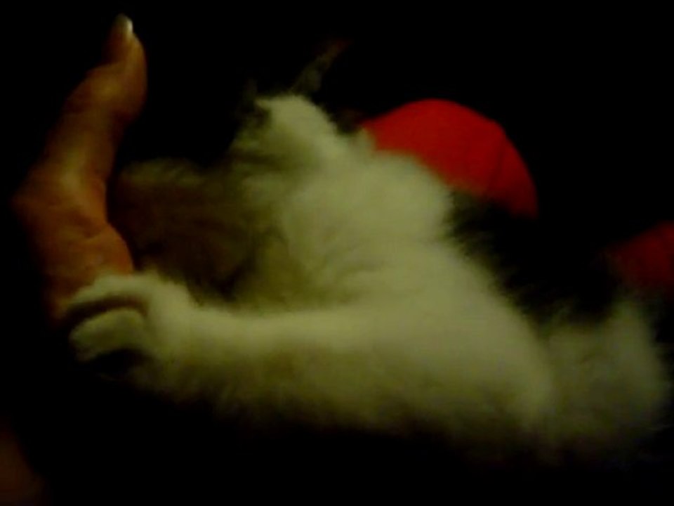 FELIX 2 mois