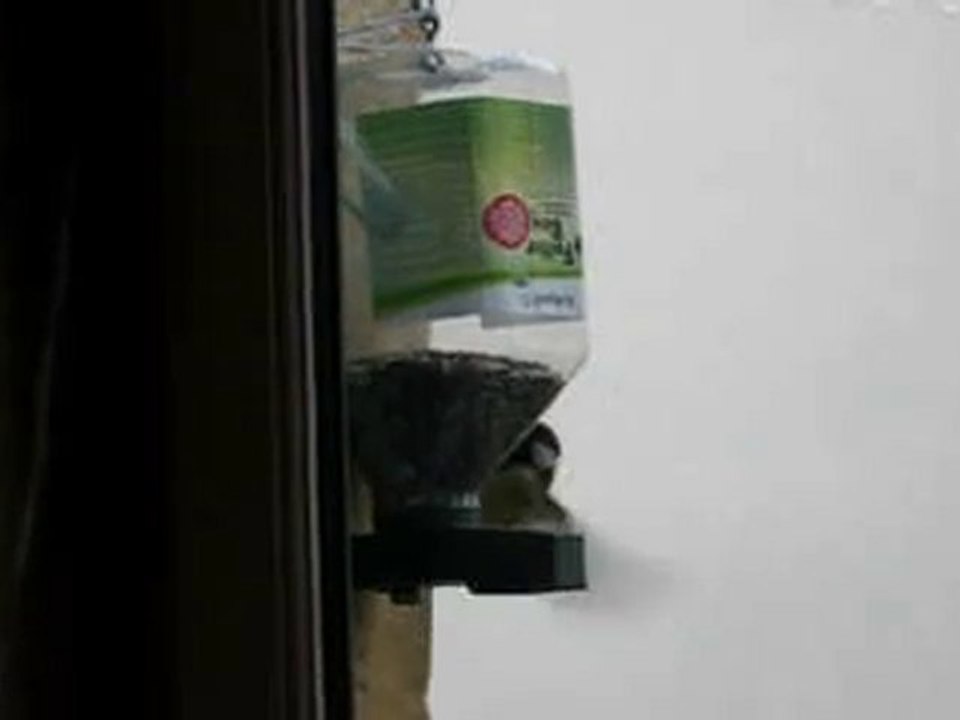 Mésanges au distributeur