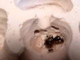 Vidéo Lasius sp noire et son couvain