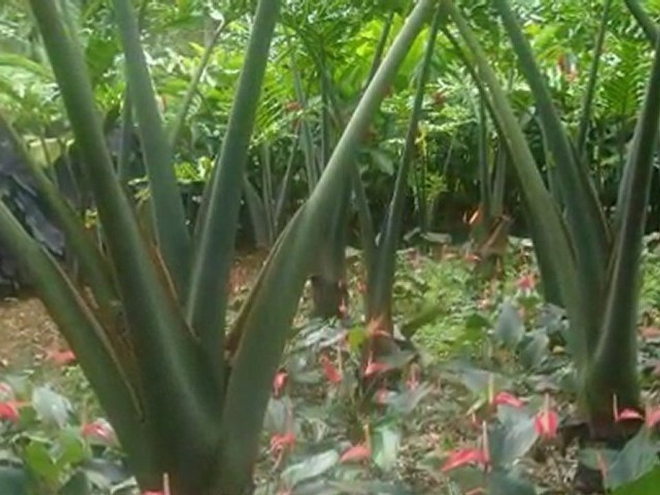 Jardin de Balata-01.09