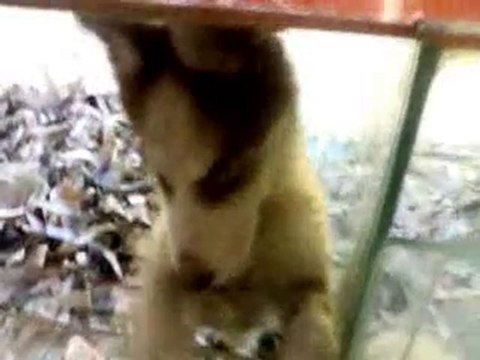 Evcilim Pet Shop Kızıl Husky Yavrumuz