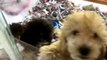 Evcilim Pet Shop Minyatür (Kaniş) Poodle Yavrularımız
