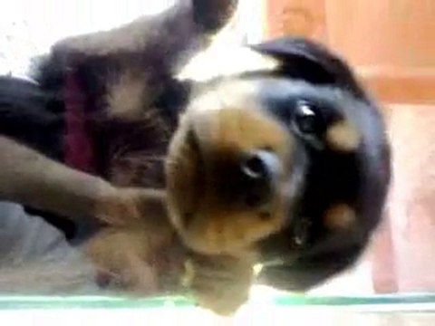 Evcilim Pet Shop Orjinal Macar Koca Kafa Rottweiler Yavrular