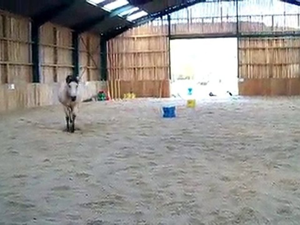 Réglisse liberté manège 2