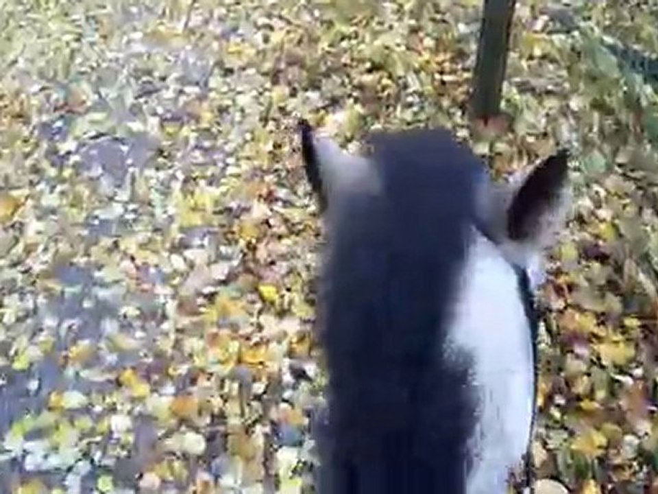 balade à dos de Réglisse