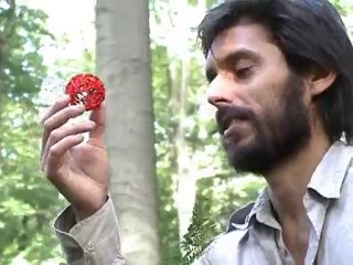 Promenons-nous dans les bois