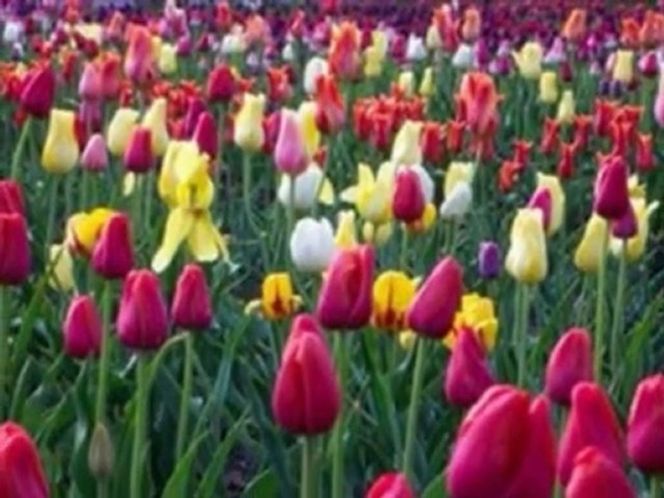 Tulipany