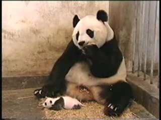 Petit Panda Eternue, Maman a peur .