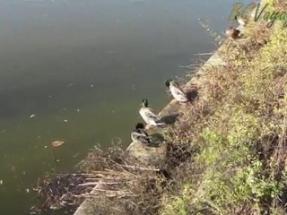 Sofia zoo, Bulgaria, lake with birds