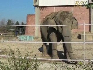 Bulgaria, Sofia Zoo, Elephant