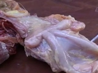 Aygır Üreme Organları , 9.At Vet.Hek.Kongre2006