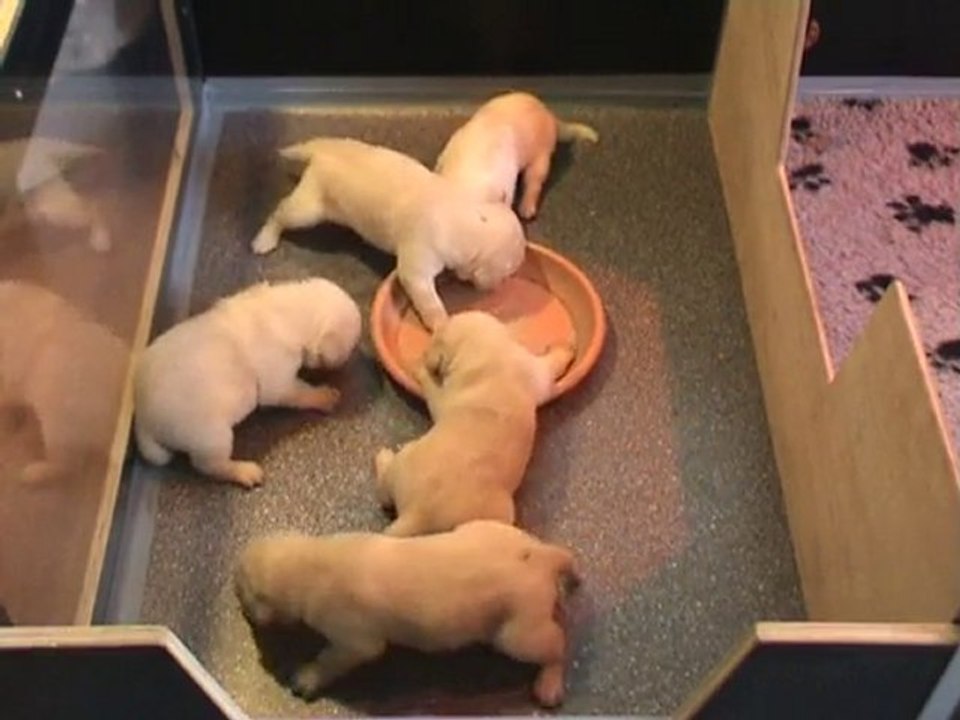 Kaly - Portée B - 07.11.2010 2 Deuxième service