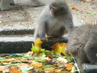 Eetgedrag van de Japanse Makaak