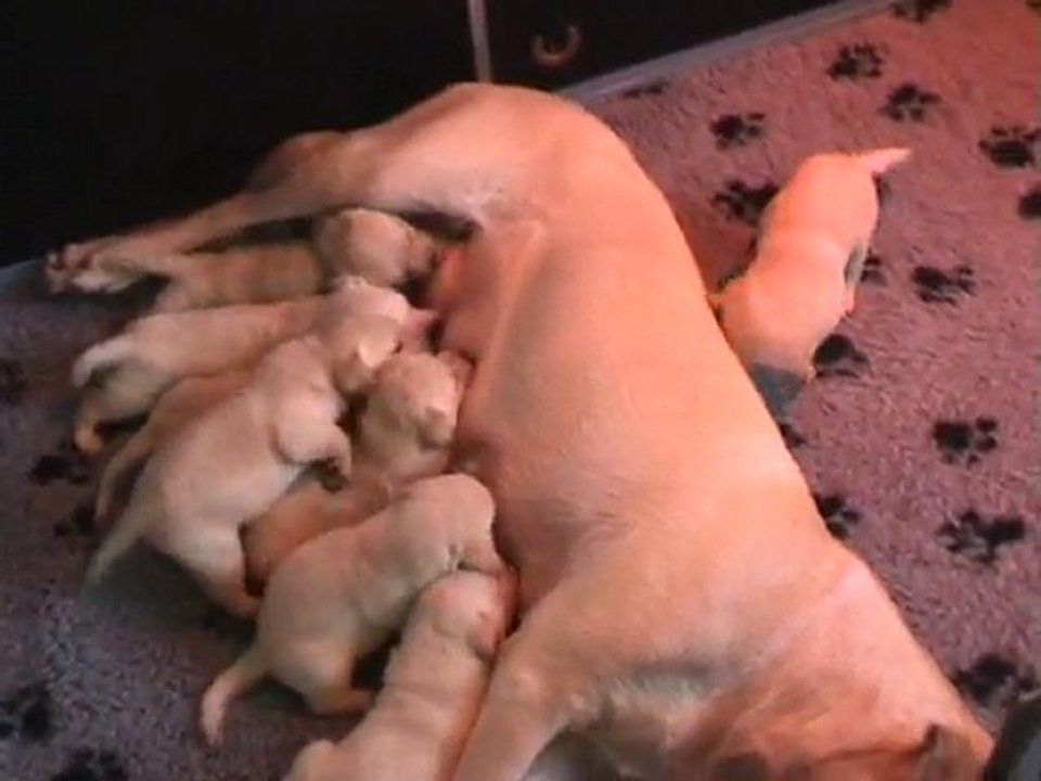 Kaly - Portée B - 07.11.2010