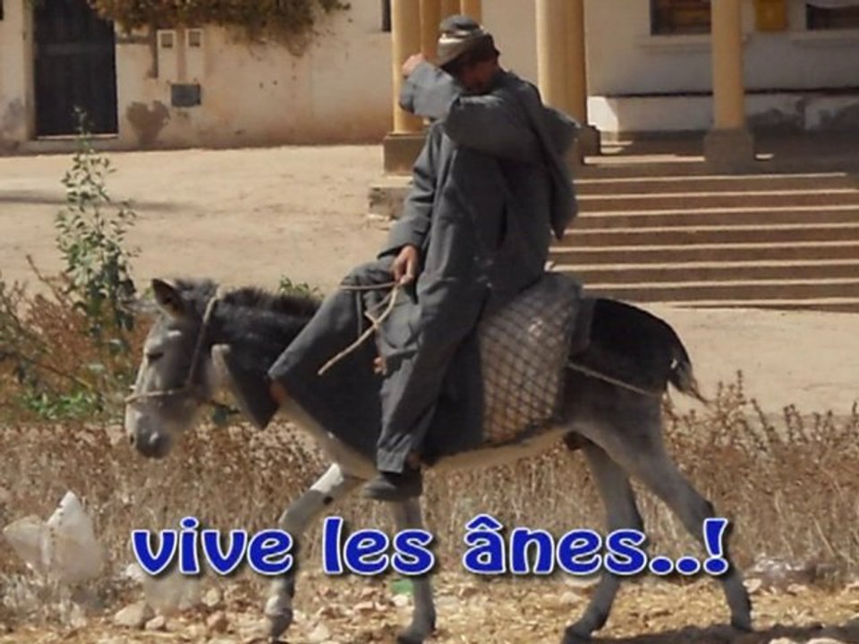 MAROC 2010  Vive les anes