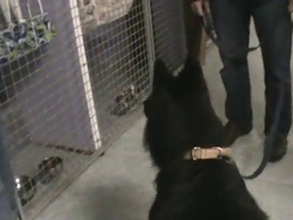 Alphi et Wolf