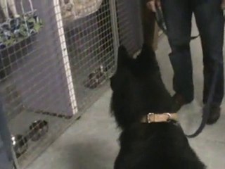 Wolf dans la chatterie