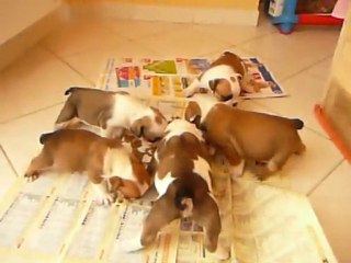 Les p'tits loups en plein repas