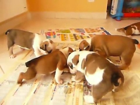 Les p'tits loups en plein repas suite