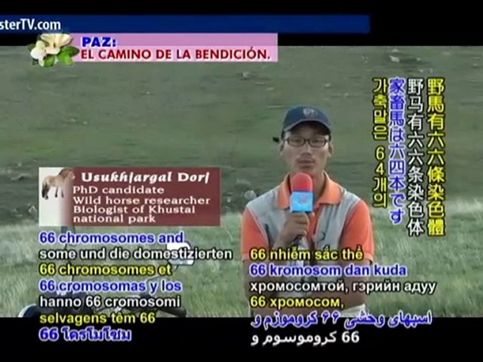 The Proud Spirit of Mongolia’s Takhi Wild Horses - P2/2