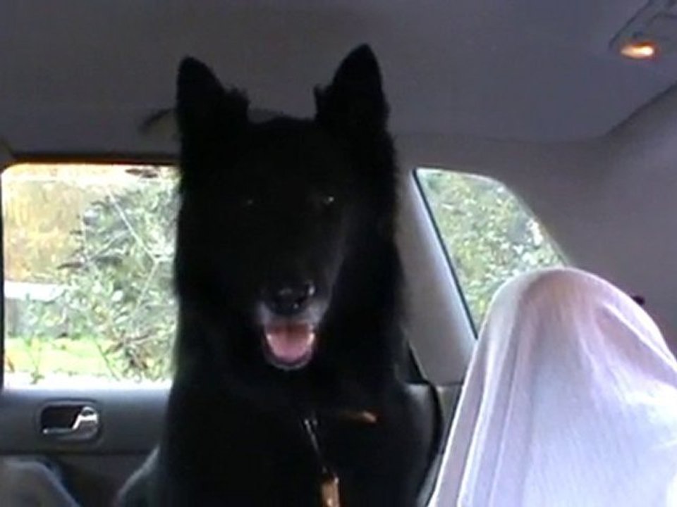 Wolf en voiture pret pour le départ