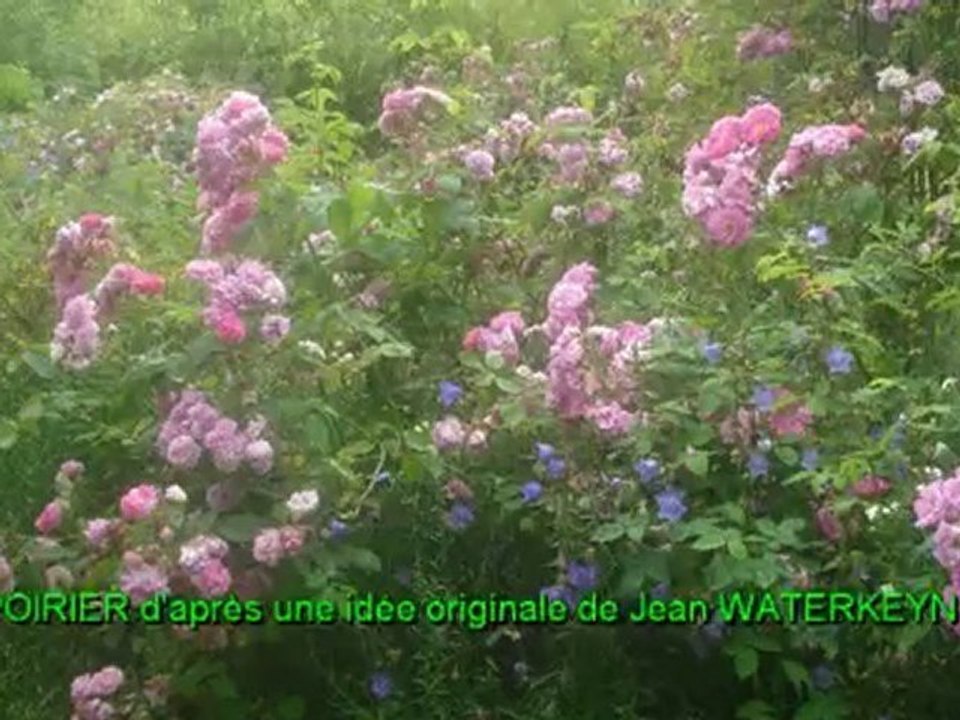 La Rose des Prairies-07.09