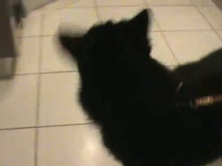 Wolf arrivé chez lui