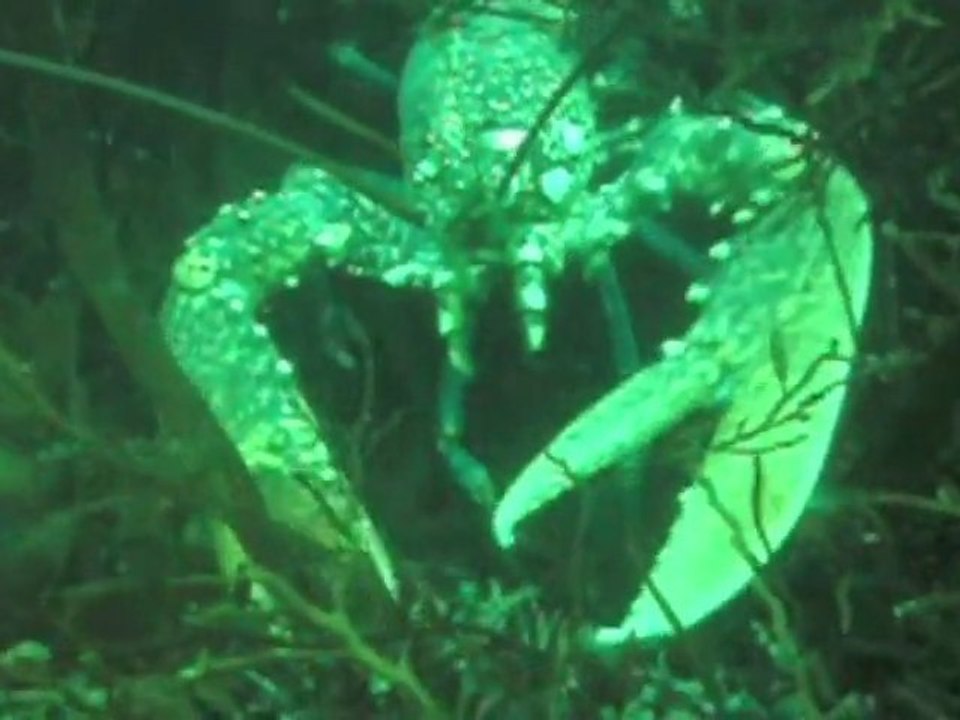 Stage de plongée à Brest, avril 2004