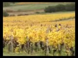 Vendanges à yquem