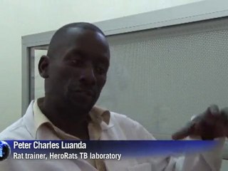 Tanzanian rats sniff out mines