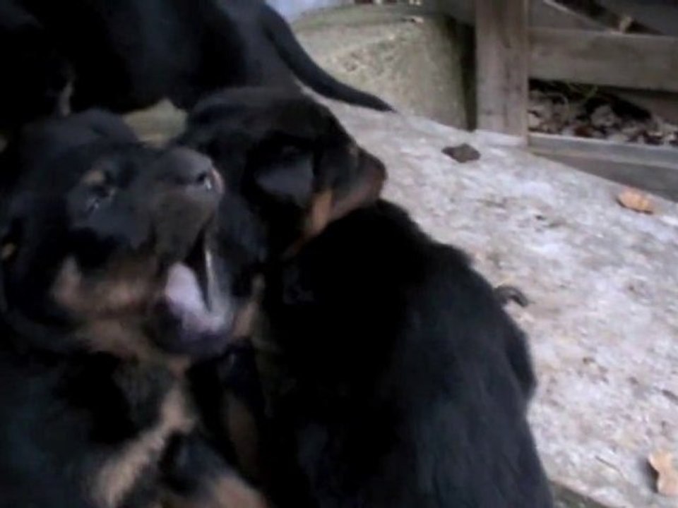 Chiots de Témis-Urkan des Fidèles Gardiens à 4 semaines