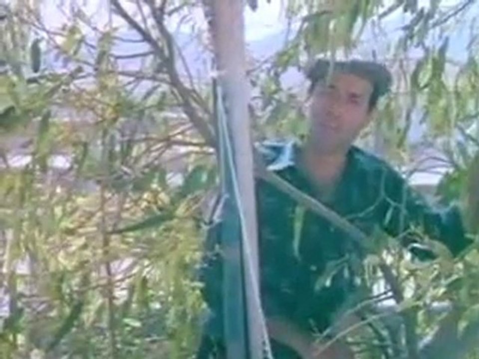 Mahmut Tuncer- Zeytin Yaprağı Yeşil