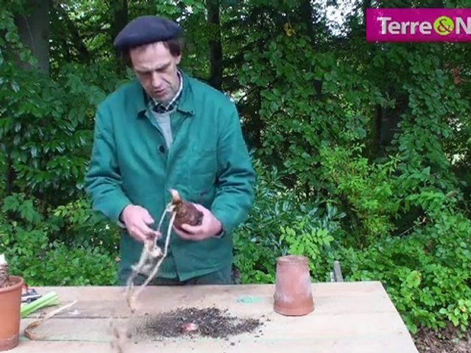 Comment faire refleurir une amaryllis