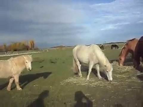 Les poneys de Sophie au pré: safari en stage nov 2010!
