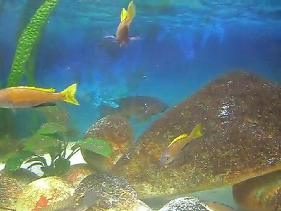 Cyprichromis Microlepidotus Sibwesa