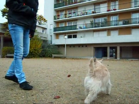 Touch' dolbie cairn terrier