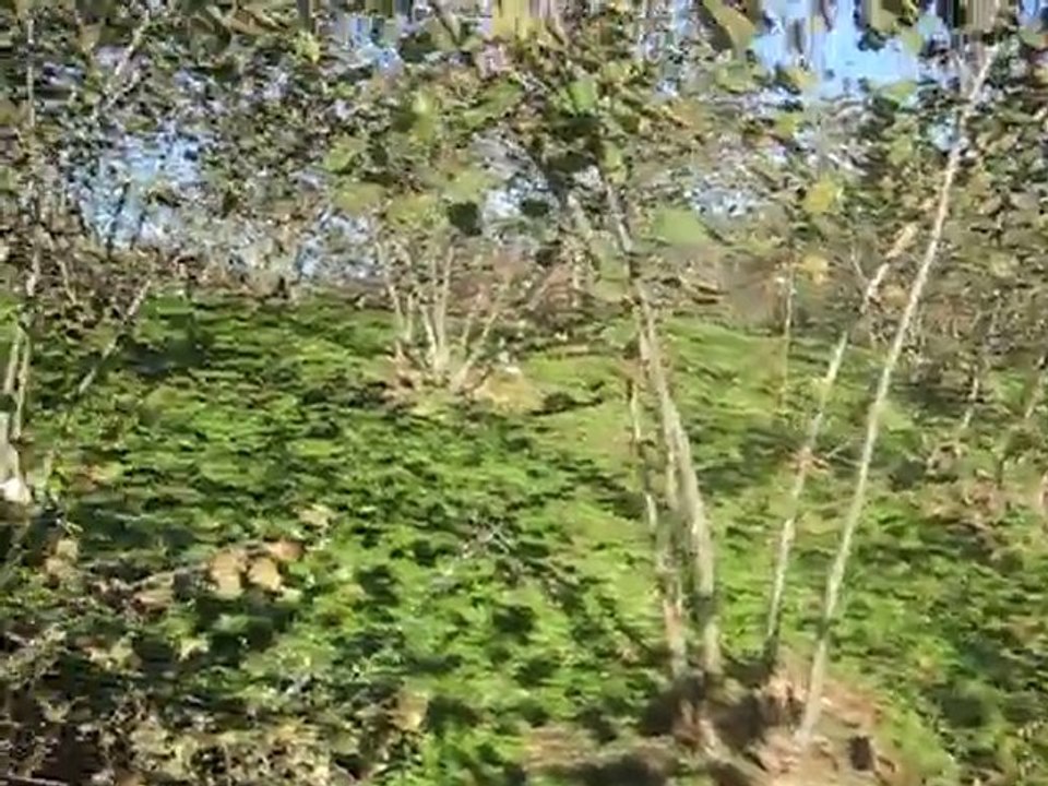 Altunyurt Bahceleri
