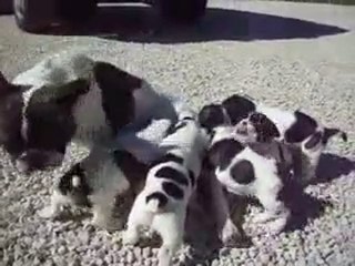 1ere sortie - une vidéo Animaux