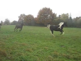 06.11.2010. Et encore un galop