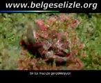 kurbağa belgeseli - www.belgeselizle.org