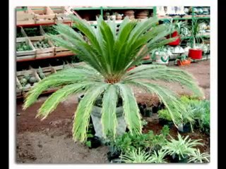 Jardineria - Jardineria Curso - Curso Jardineria