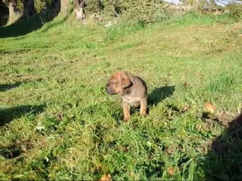 Les mâles à 3 semaines et demi