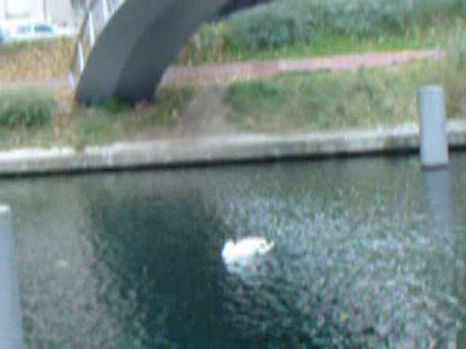 Le Lac des signes
