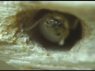 Cryptotermes Brevis Walker -termita de la madera seca