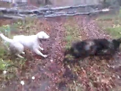 VID 00024-20101106-1422