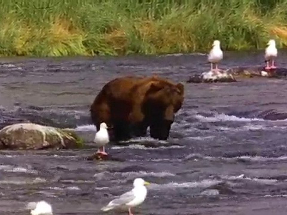 Bear